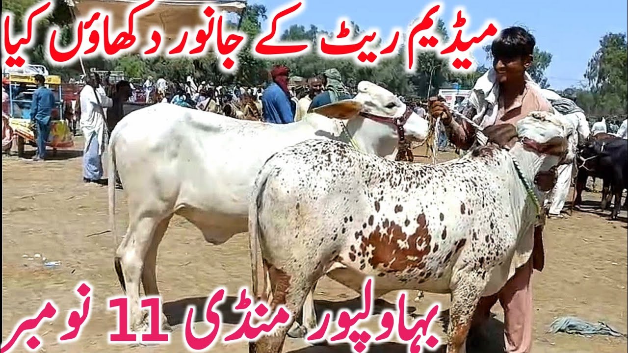 Bahawalpur Cow Mandi 2025 | Supreme Sahiwal Cholistani & Neli Ravi Breeds | Global Village Farming