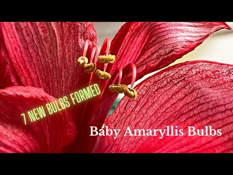 7 New Amaryllis Bulblets or Offsets Are Growing! Look How Pretty These Bloomed for January-February!