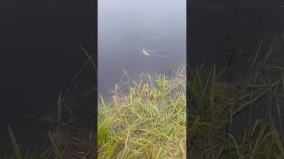 #music #fishing #спінінг #красноперка #природа