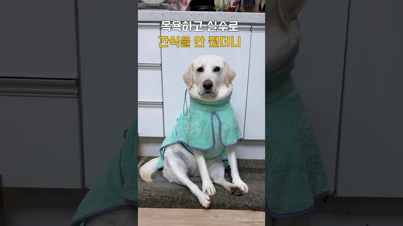 실수로 간식을 안 줬더니 사람처럼 야리는 리트리버