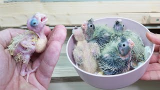 Sultan Papağanı Yavruları Günlük Gelişim Süreci - Yumurtadan Erişkinliğe