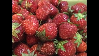 134 - A Short History of Shortcake