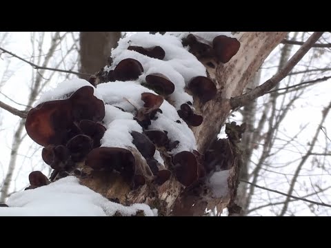 Найпоширеніші їстівні гриби - YouTube
