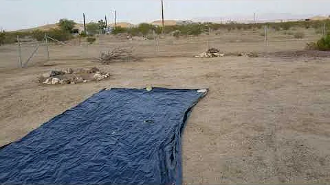 Green Mohave (or Mojave) Rattlesnake in Joshua Tree, CA, August 19, 2020
