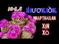 Thêm nhiều giống xương rồng đẹp nhập Thái Lan ,giá tốt đáng sưu tầm  #cayxuongrong #xuongrongbmt