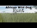 Wild Dog vs Wildebeest - Cinematic Hunt (Roblox Testing A)