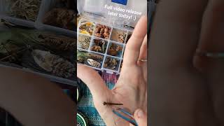 Giving a Dragonfly a New Wing! 🤯🥲