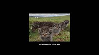 This is not an ordinary cat ! #cat #wildlife #cutecat #wildlife