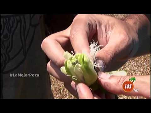 Video: Problemas con la flor de la pasión - Enfermedades comunes y plagas de las plantas de la vid de la pasión