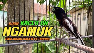 Suara Pancingan Kacer Ini Bikin Kacer Lawan Langsung Nyaut EMOSI GACOR, Cukup 1 Menit Ajah 99% Ampuh