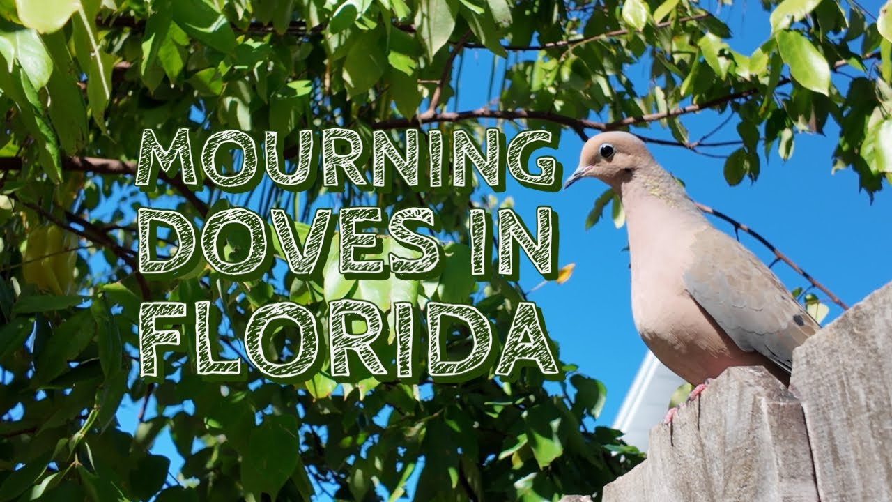 Watching mourning doves in Florida fruit garden