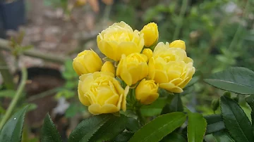 Quando potare la rosa Banksiae?