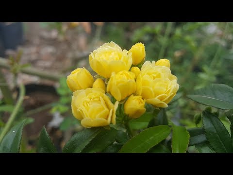 Video: Lady Banks Rose Care – Cómo cultivar una rosa trepadora de Lady Banks
