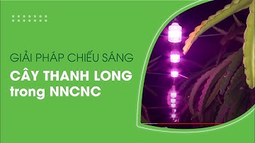 Giải pháp chiếu sáng cho cây thanh long trong nông nghiệp công nghệ cao || Rạng Đông
