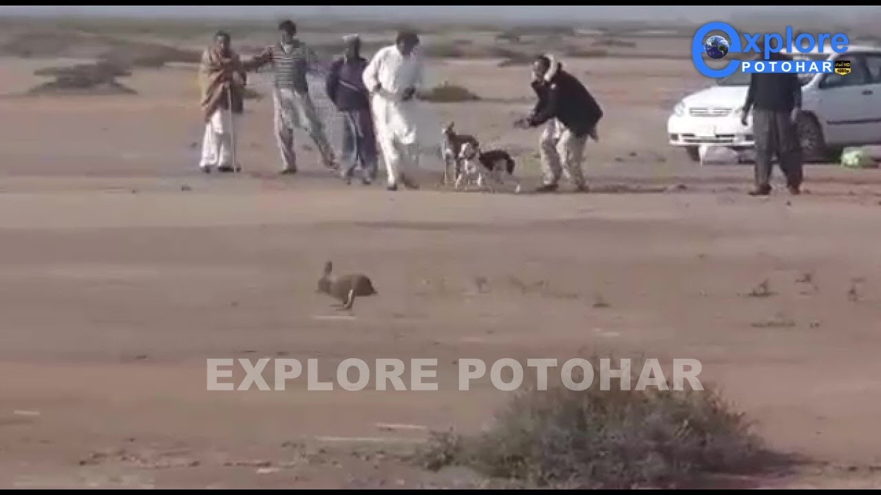 صيد الأرانب 2022 | New Greyhound Coursing 2022  | Hare Hunting | Hare Hunt ! Khargosh Ka Shikar New