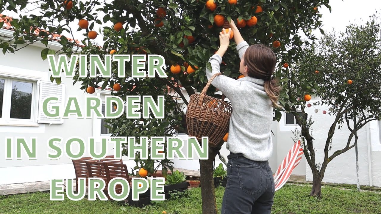 WINTER TOUR OF OUR MEDITERREAN GARDEN