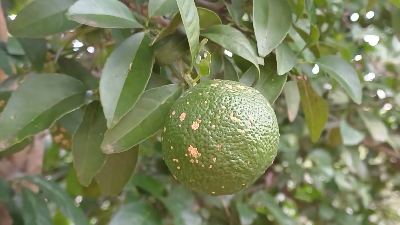 Manhã abençoada aqui no sítio #alegria 