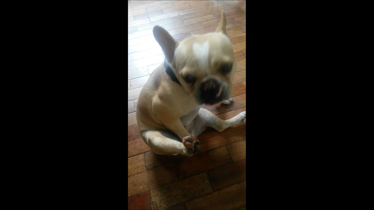 Antonieta French Bulldog touching herself YouTube