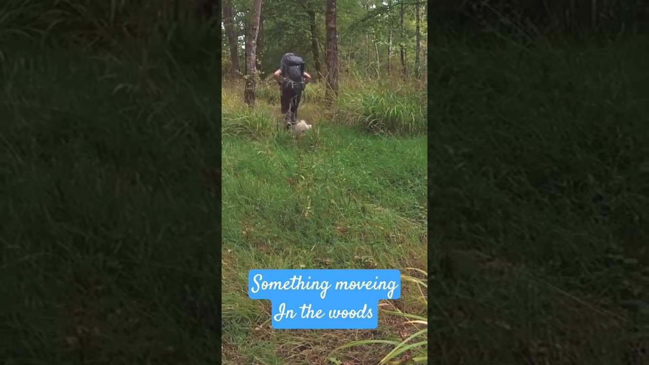 whats moving in the woods?