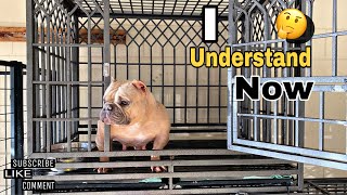 The Correct Way To Breed Micro Bullies(Full-Breakdown)