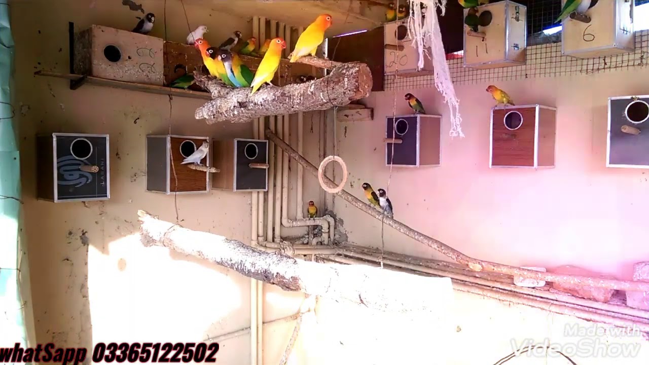 Love birds breeding box ya matki difference in Urdu/Hindi