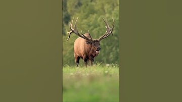 Huge bull elk bugling during the rut season