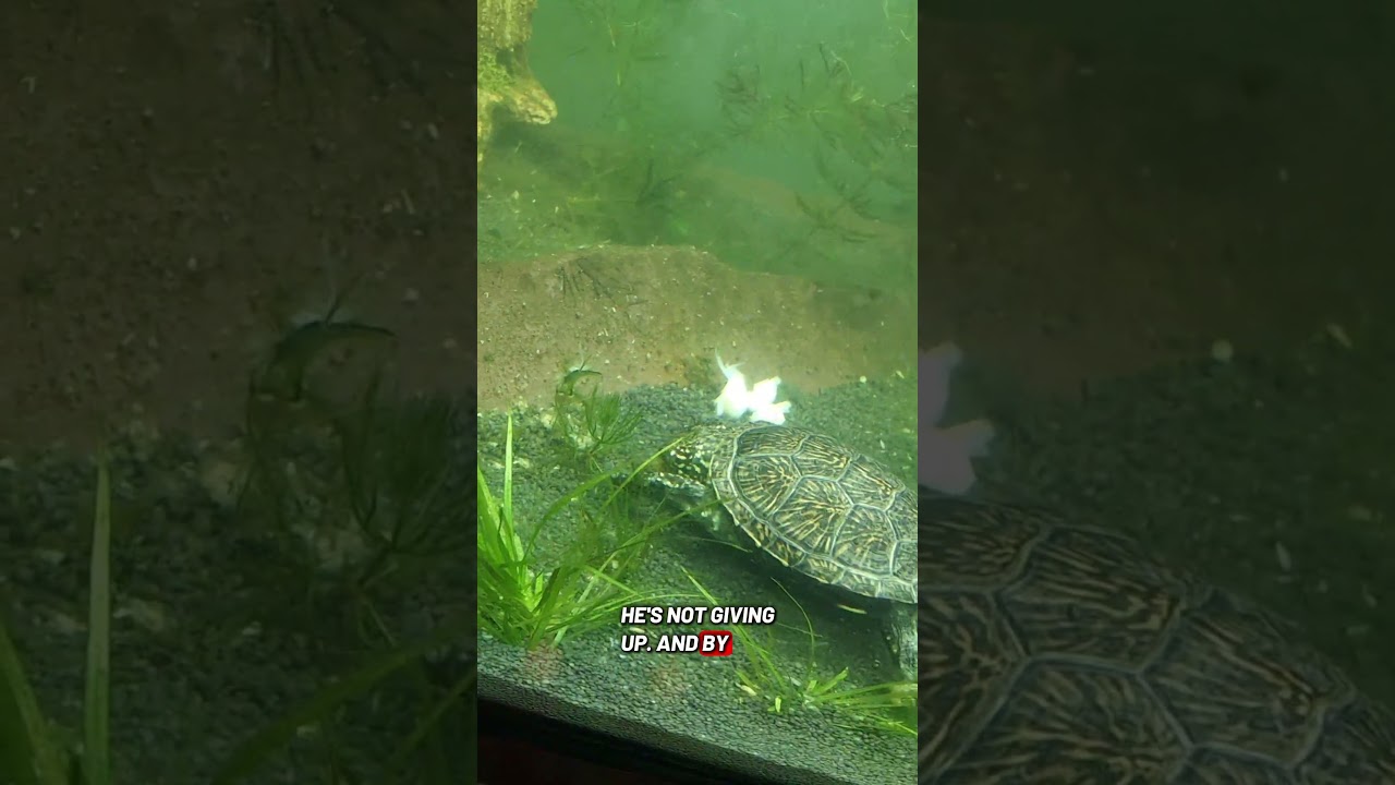 Не провались, съешь улитку! 