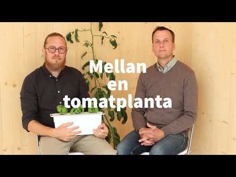 Video: Symptom på mjöldagg: hur man behandlar mjöldagg på rödbetor