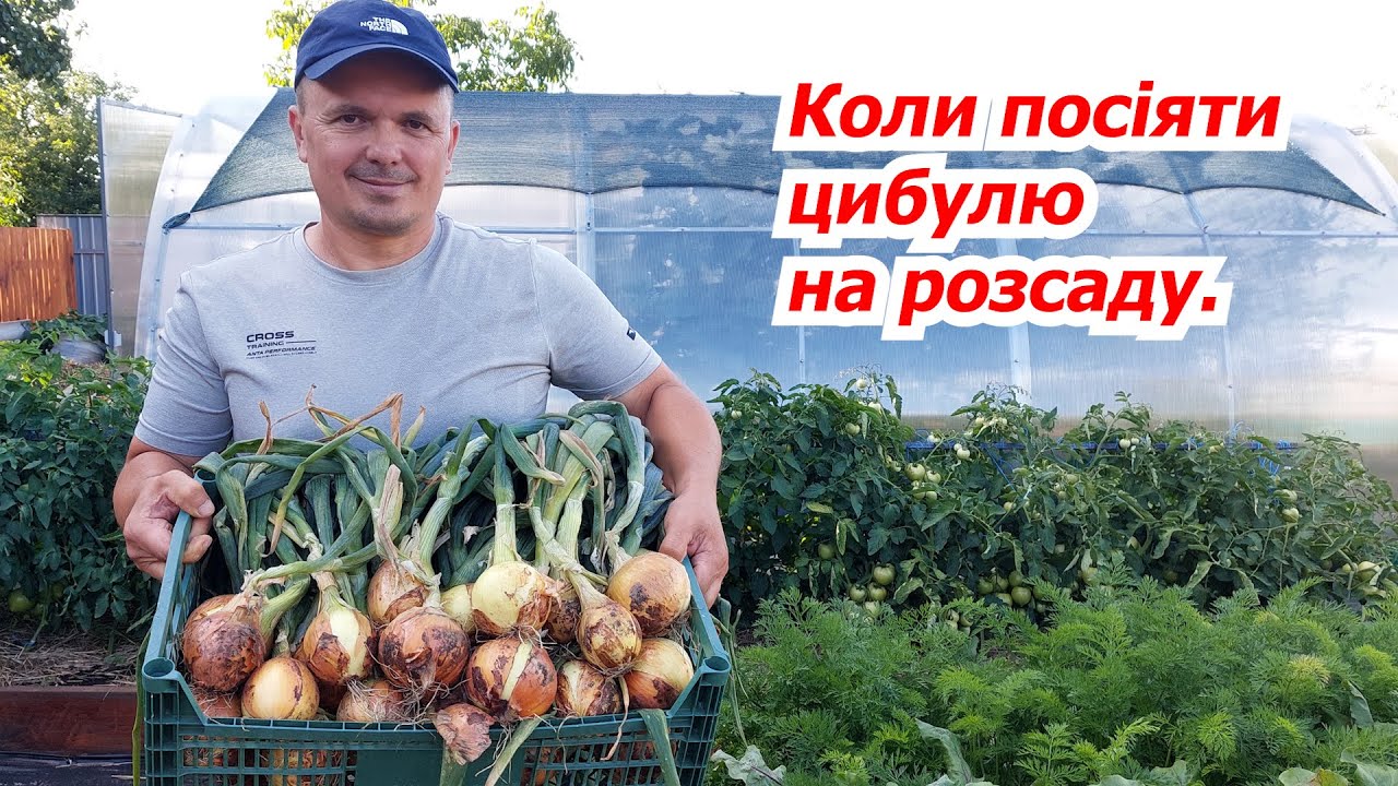 Коли сіяти цибулю-чорнушку на розсаду. Обираємо правильні терміни.