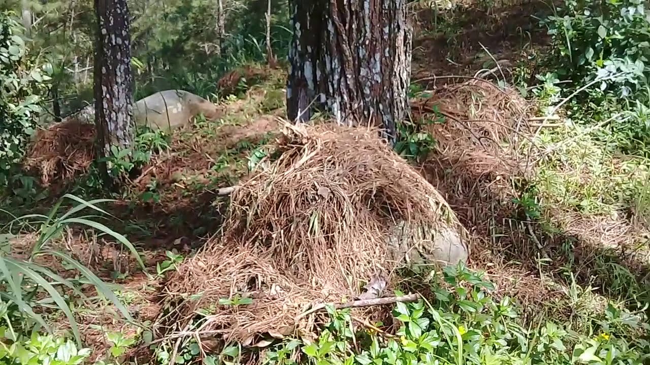 Beratnya medan hutan pinus . Cari pakan ternak part 1 