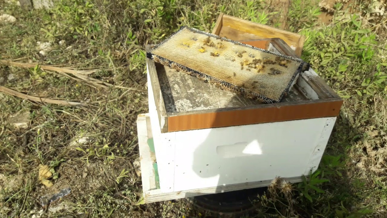 خطوات ذكية في كيفية الإستفادة من نحلك وآلية التصرف في المنحل في حالة الجفاف وكمية العسل القليلة