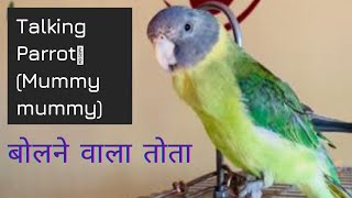 Plum headed parakeet Talking | Parrot says Mummy mummy | Indian parrot talking | Parrot voice