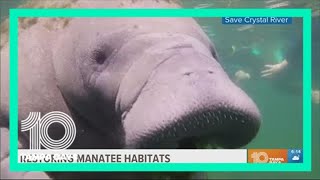 How biologists are working to save manatees in Crystal River