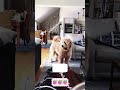 #funny #viralvideo #pets