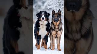 Así sería la mezcla de Boyero de Berna + Pastor Alemán 🐶🔥 | Dog Fusion