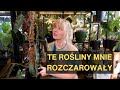 Te roliny mnie rozczaroway i auj e je kupiam