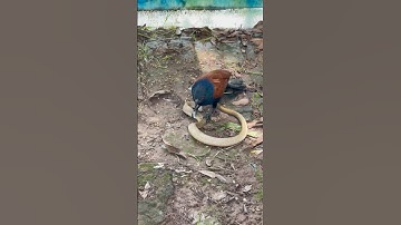 Khắc tinh của loài rắn hổ mang #snake #shortvideo #dongvat #animals #fishing #cobrasnake