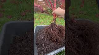 Rescue a Coral bark Japanese maple before winter (0)