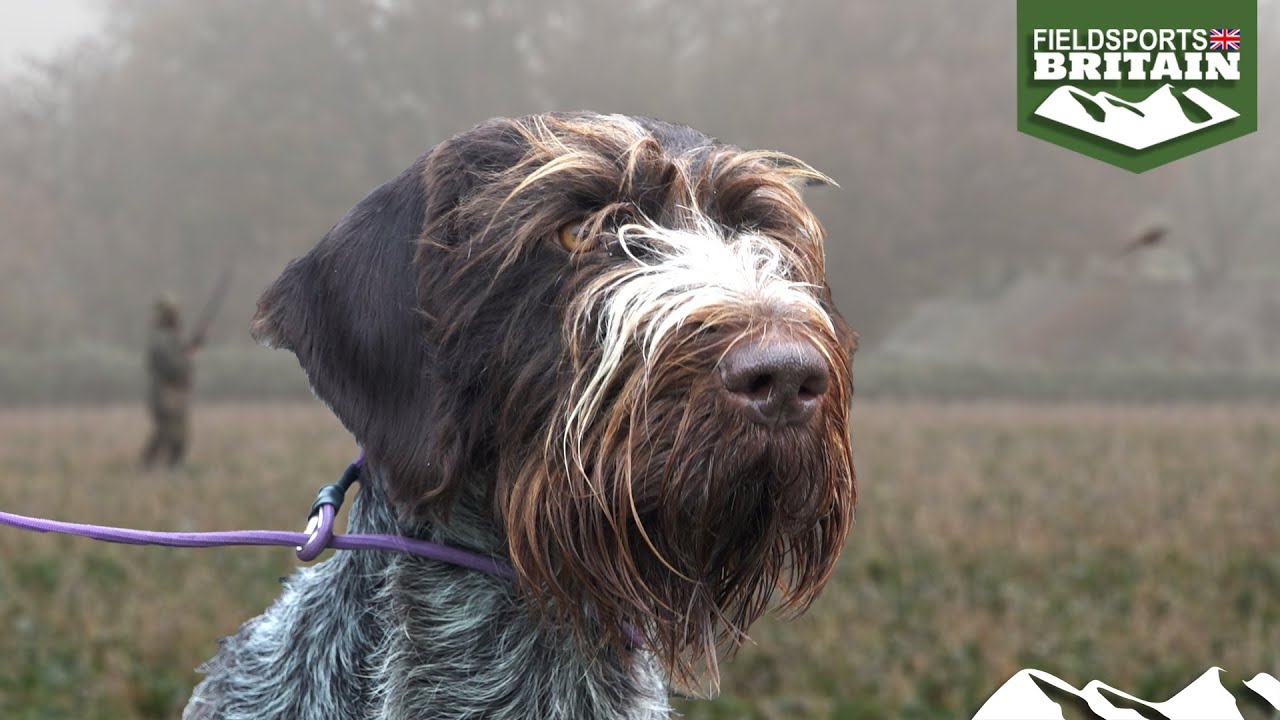 Dogs and hunters on point - the UK St Hubertus Cup 2023