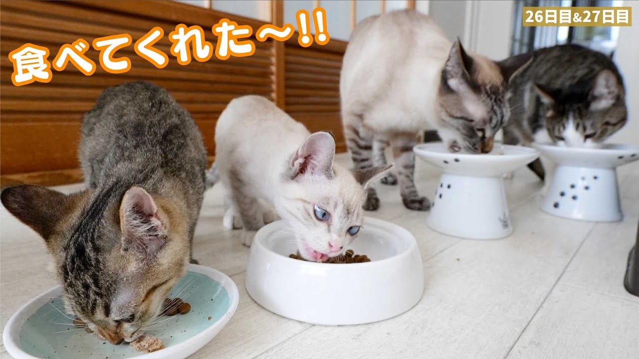 ワクチン接種後、ご飯を拒否して痩せてきていた子猫の食欲が戻ってきました！