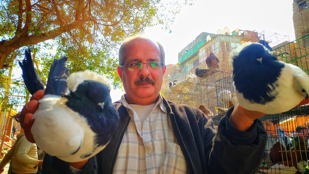 اللى ماعندوش ريش ماينفعش يعيش😲😉مع أحلى فرجة حمام بالأسعار مع عم هانى 👍 بسوق الجمعه💥 الجزء الأول 👍