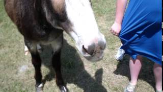 Feeding Wild Burros Custer State Park