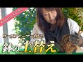 【バラの土替え】鉢の大きさを変えずに育てる方法