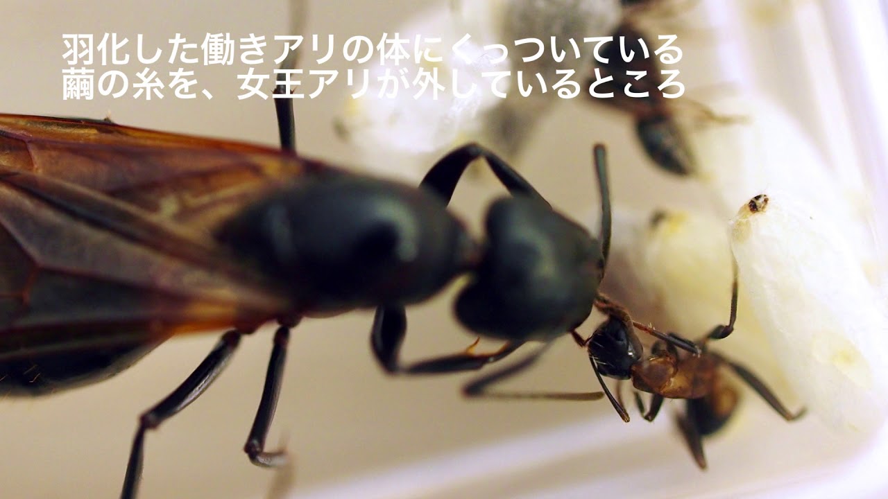 ムネアカオオアリ飼育日記 2 ついに働きアリが羽化 Madの写真帖