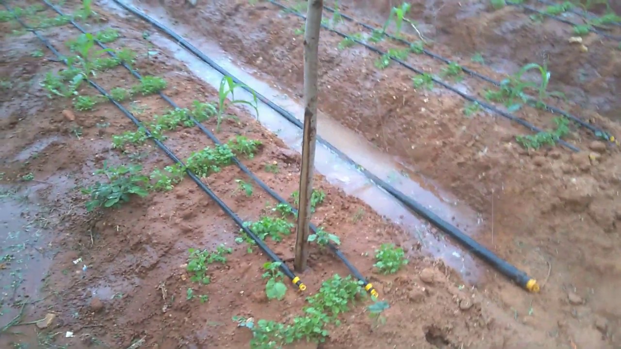 #17 Ecosafe Farm at Gatahalli 5-Layer Vegetable Model 28 Dec 2018