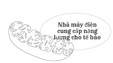 NHÀ MÁY ĐIỆN CUNG CẤP NĂNG LƯỢNG CHO TẾ BÀO II TI THỂ II SH 10