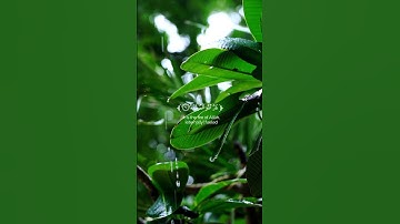 قرآن كريم 🌸سورة الهمزة (كاملة)🌸 القارئ أحمد الشافعي