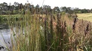 Sydney Park Wetlands