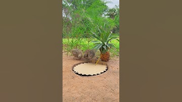 Innovation Technique Unique Bird Trap #youtubeshorts