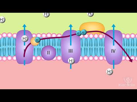 فيديو: ما هي ناقلات الإلكترون في عملية التمثيل الضوئي والتنفس الخلوي؟